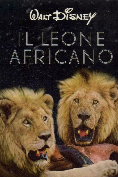 Il+leone+africano