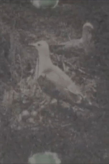 Paradise on a Deserted island, part 1