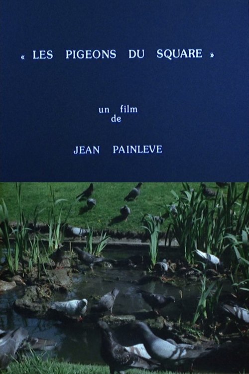 Pigeons in the Square Poster