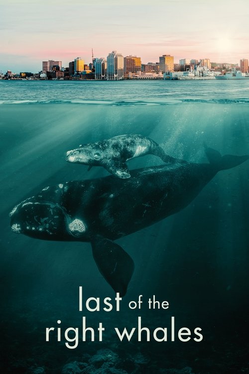 Last+Of+The+Right+Whales