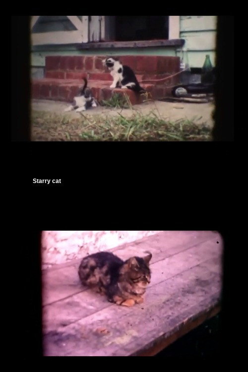 Assistir ! Starry Cat 2021 Filme Completo Dublado Online Gratis