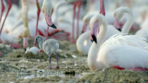 Birds of a Feather