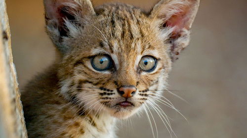 Vahşi Amerika - Amerikanın Kalbi