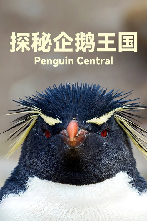 探秘企鹅王国电影海报