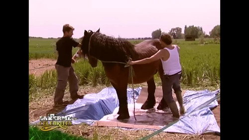 La Ferme C&eacute;l&eacute;brit&eacute;s第2季第4集