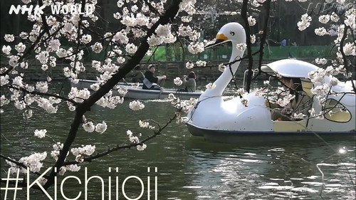 Swan Lake [#Kichijoji]