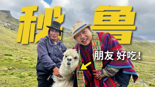 在海拔4000米的安第斯山脉里，认识了个羊驼朋友