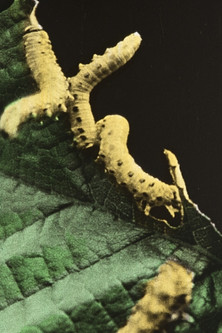 The Destroyers of Our Gardens