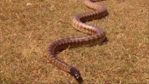 The Wiggles第5季第22集