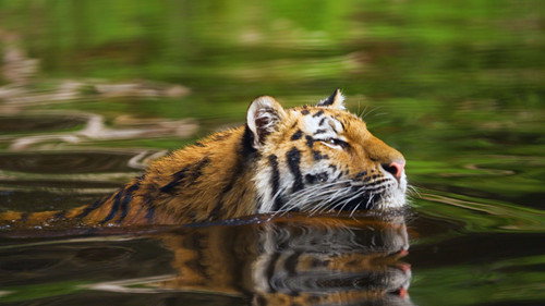 Tiger På Tur