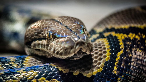 Monster Constrictors (2021) PHIM ĐẦY ĐỦ [VIETSUB]