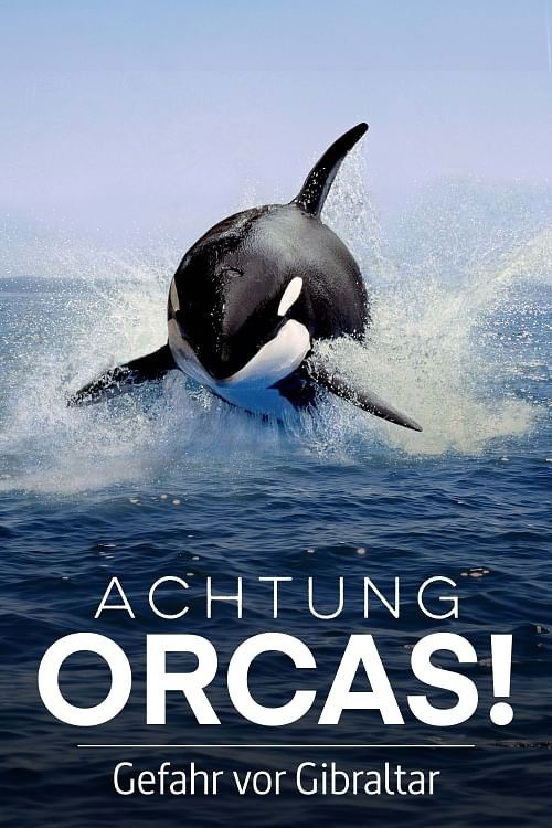 Achtung+Orcas%21+Gefahr+vor+Gibraltar%3F