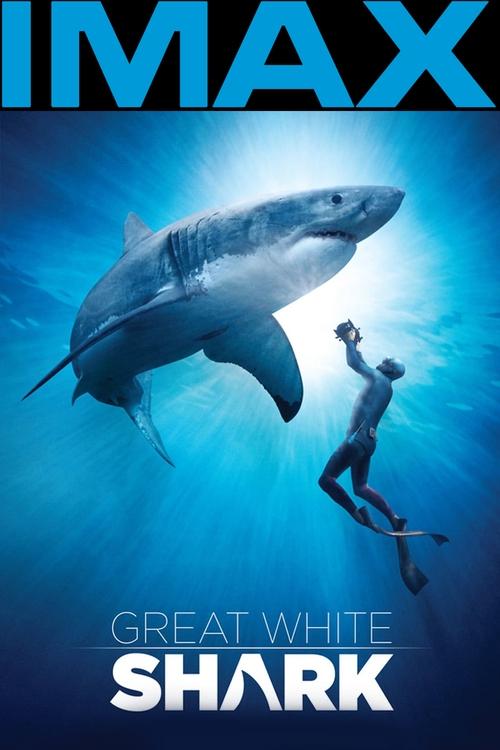Great White Shark Poster