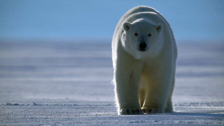 Hayvanların Sırları - 3. Bölüm