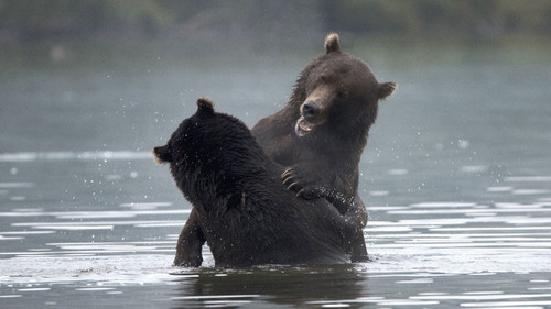 Kamchatka: Ring Of Fire