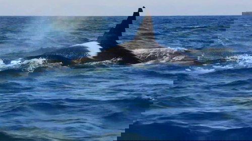 Killer Whales: the Mega Hunt