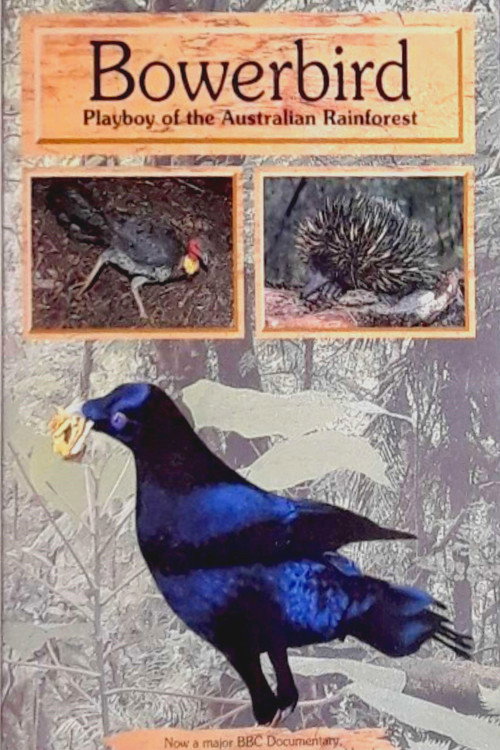 Bowerbird: Playboy of the Australian Rainforest