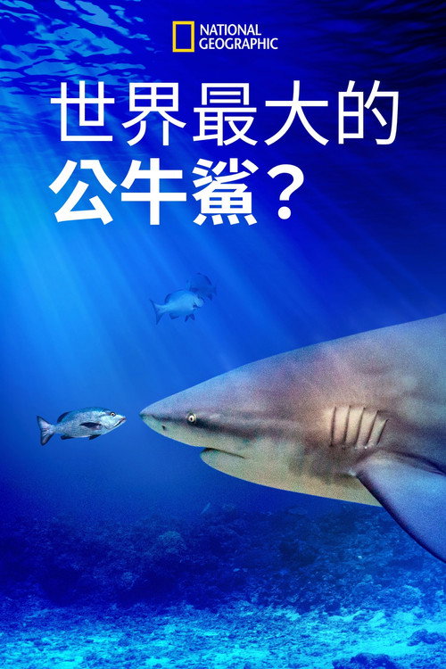 World's Biggest Bull Shark?电影海报