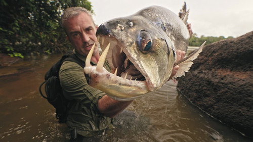 Backdrop