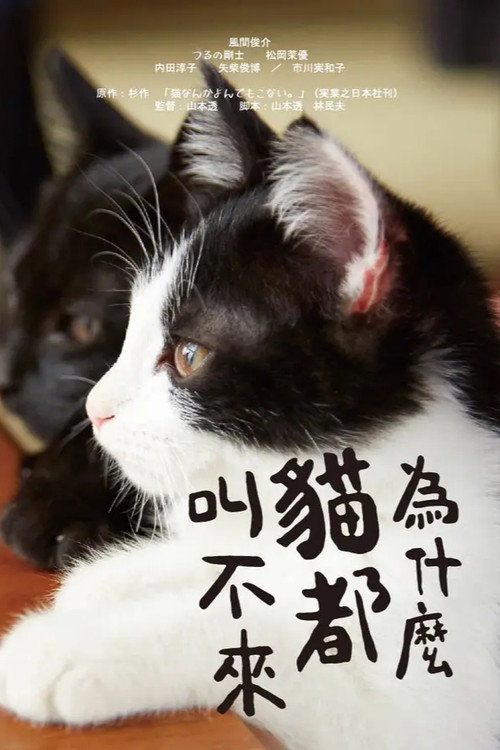 为什么猫都叫不来电影海报