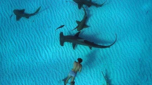 Sharkwater Extinction (2018) Watch Full Movie Streaming Online