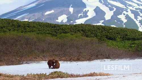 Kamchatka Bears. Life Begins (2018) watch movies online free