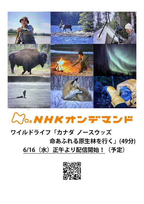 ワイルドライフ电影海报