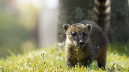 Thiago the Coati Kitten