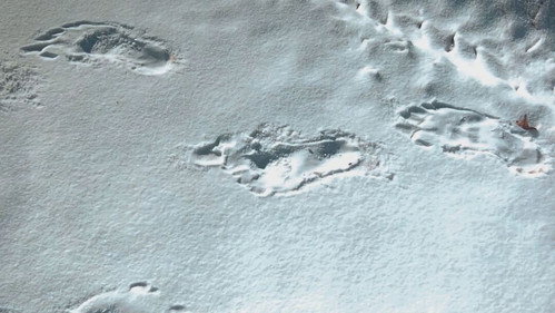 Bigfoot and Yeti