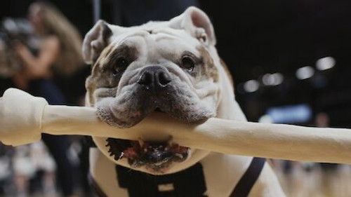 Köpekler - Blue için Tezahürat