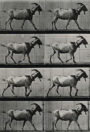 Goat Walking
