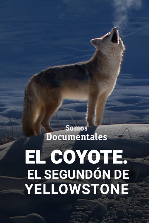 El Coyote. El segundón de Yellowstone
