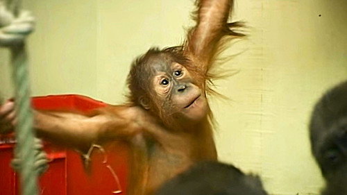 Monkey Business第9季第2集
