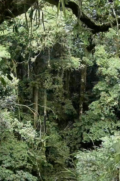 Flora