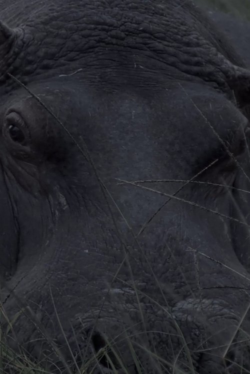 Hippos in Gravitas