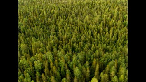 Trees
