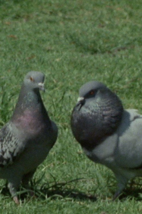 Pigeons in the Square poster 2