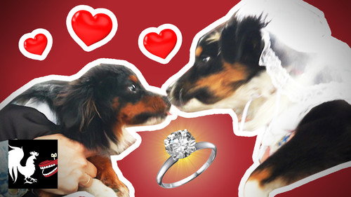 Dog Wedding: The Dumbest Thing We've Ever Done