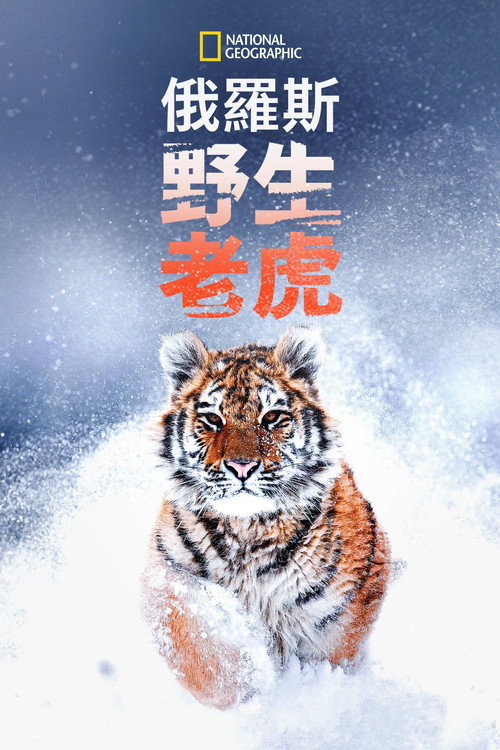 俄罗斯野生老虎电影海报