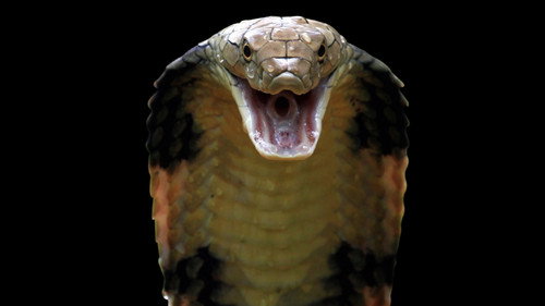 Killer Snakes (2021) PHIM ĐẦY ĐỦ [VIETSUB]