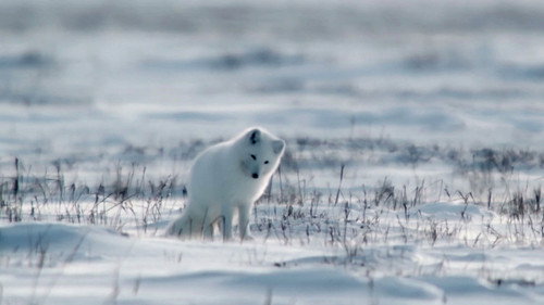 Frozen Kingdoms