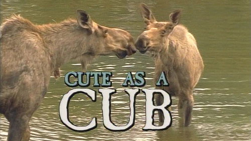 Cute as a Cub