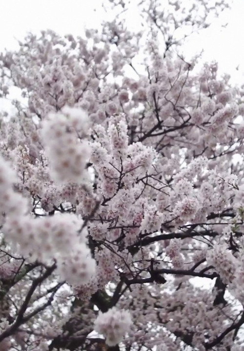 Cherry Blossom on My Palm