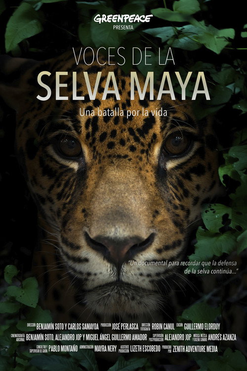 Voces de la Selva Maya: Una Batalla por la Vida电影海报