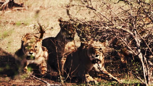 The Legendary Cape Lion