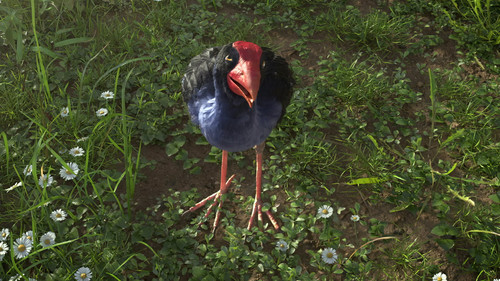 The Bird who Heard