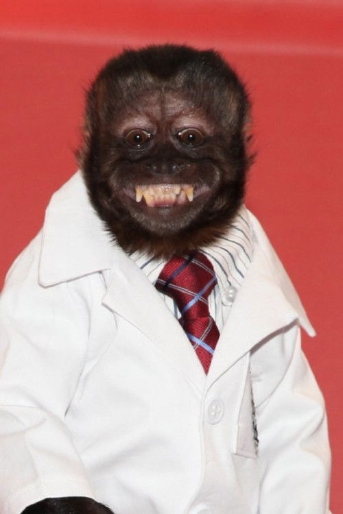 Zdjęcie Crystal the Monkey