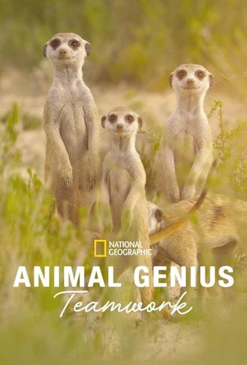 Animal Genius电影海报