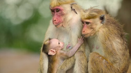 Wild Babies - 6. Bölüm