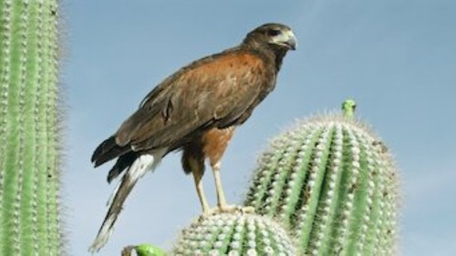 Ufacık Canlılar - Arizona